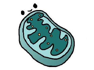 A cartoon mitochondrion