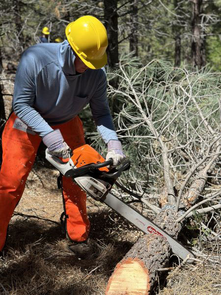 Field researcher bucking a downed tree.