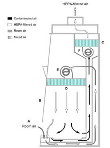 Figure showing the side view of a Class II Type C1 biosafety cabinet that is exhausted to the room, with arrows indicating the direction of airflow through the equipment.