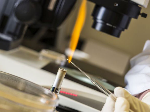Close-up of a gloved hand holding a glass rod in the flame of a Bunsen Burner