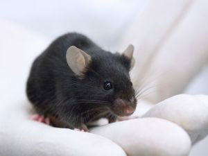 Black lab mouse in a gloved hand