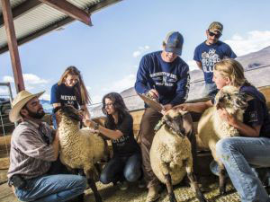 CABNR students working with sheep