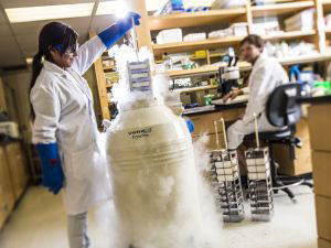 A neuroscience student researcher lifting a tray of samples out of a cryogenic liquid container