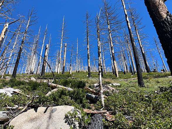 A wildfire-burned landscape with shrubs recoving under many burned, dead trees.
