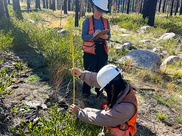 Two researchers collecting data on regrowth in a burned landscape.