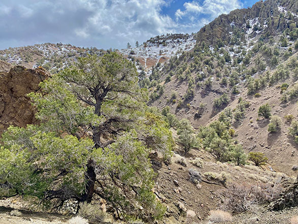 A pinyon and juniper landscape in Nevada.