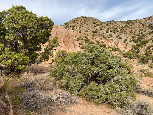A juniper woodland in Nevada.
