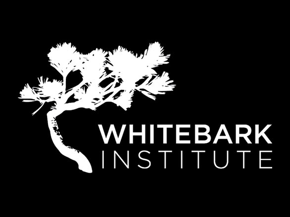 Logo: Whitebark Institute