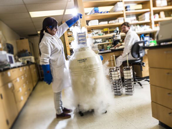 A graduate student researcher in an integrative neuroscience lab lifting trays from a cryogenic refrigeration tank and wearing protective gear.
