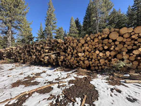 Large stacked woodpile at the Whittell Forest & Wildlife Area