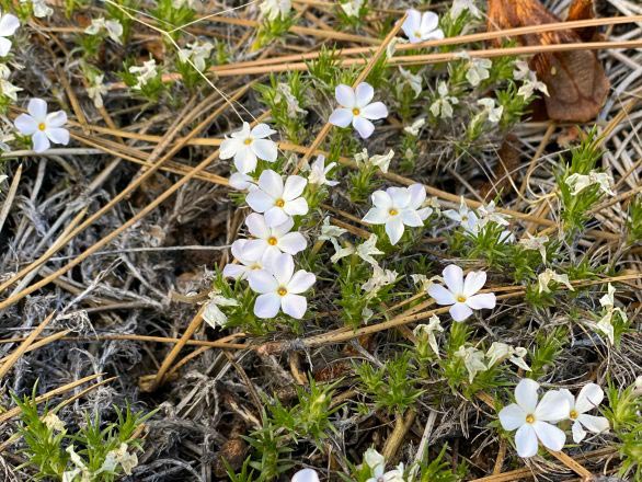 Close up of white flowers growing on a forest floor in the Whittell Forest & Wildlife Area