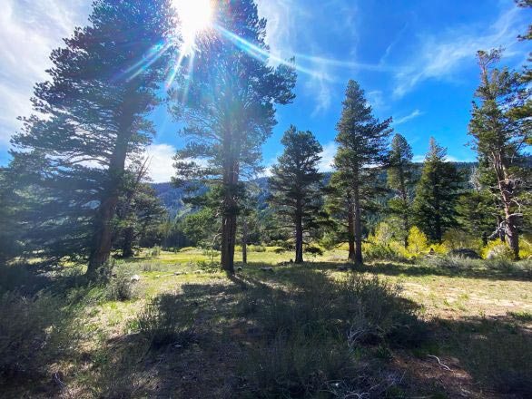 Trees and shrubs at the edge of a mountain meadow in the Whittell Forest & Wildlife Area