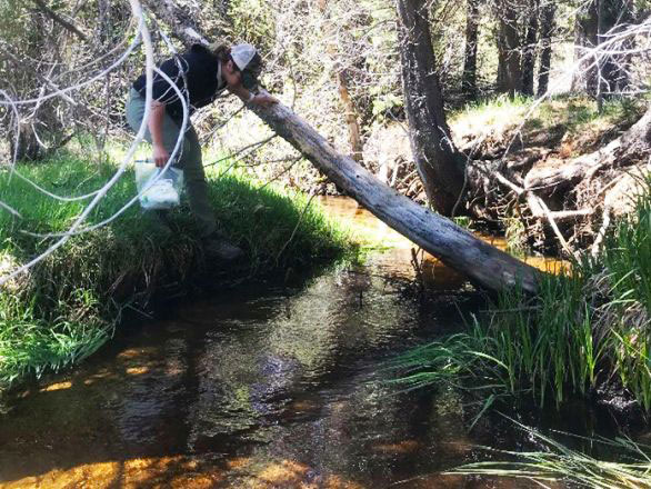 Kelly Loria collecting samples from a stream at the Whittell Forest & Wildlife Area.