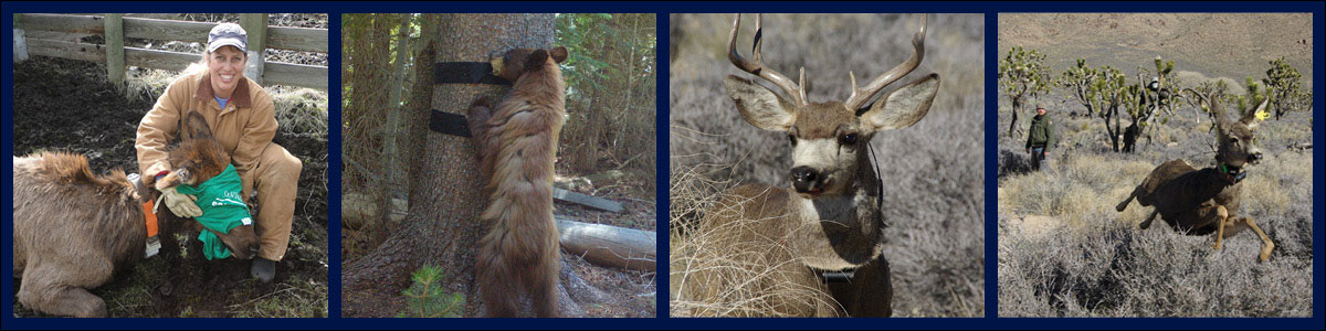 Collage of four photos showing the speaker and their field research.