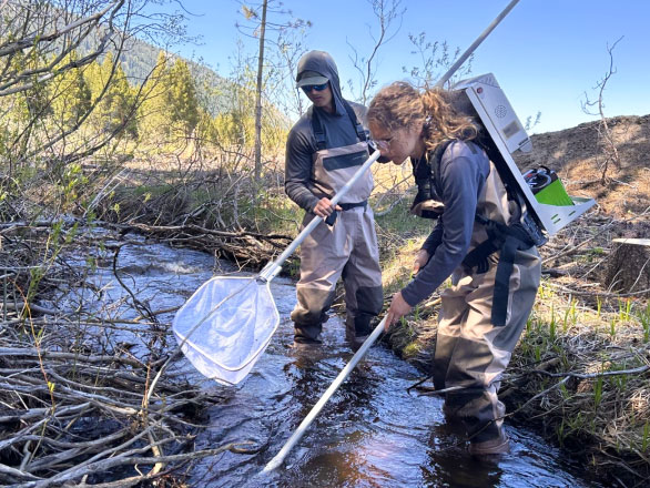 Two researchers collecting data in a stream at the Whittell Forest & Wildlife Area.