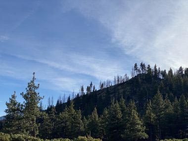 Mountainside view from Whittell Forest & Wildlife Area showing burned trees