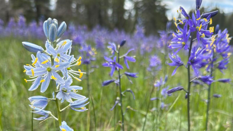 Flowers in the Little Valley meadow