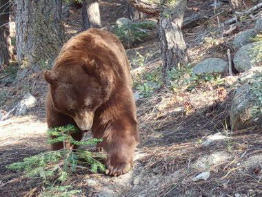 A large bear at the Whittell Forest & Wildlife Area.