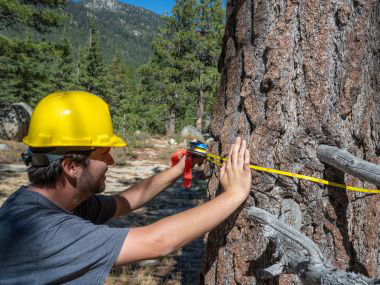 A student measuring a tree diameter at the Whittell Forest & Wildlife Area.