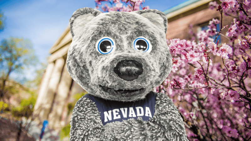 Wolfie Jr., the University of Nevada, Reno mascot, wearing a navy Nevada shirt while standing on campus in front of a blooming tree and university building.