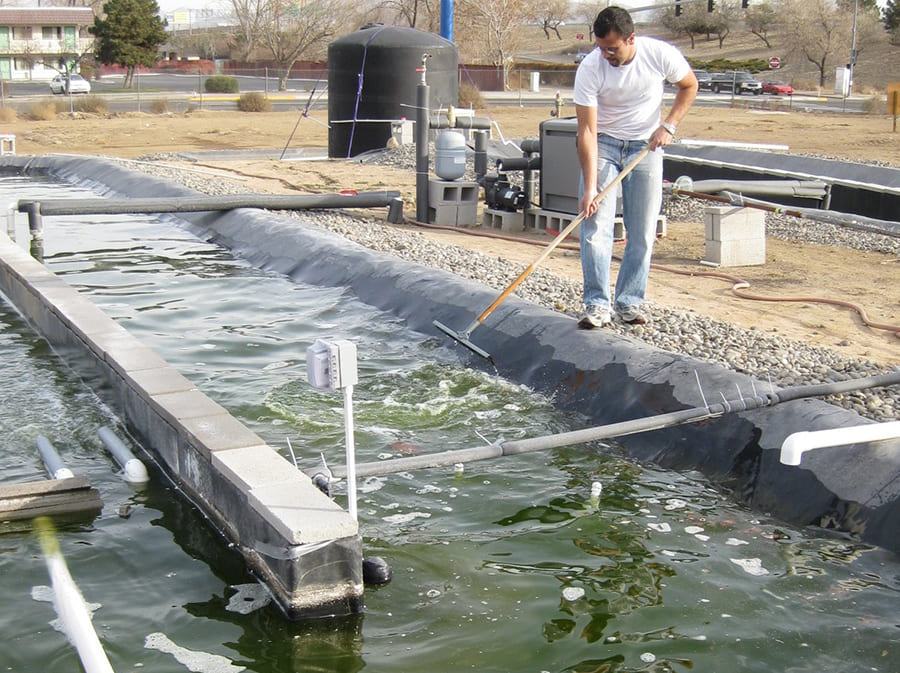 algae harvest from pools