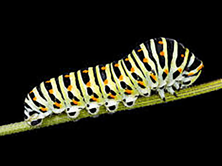 caterpillar on leaf stem