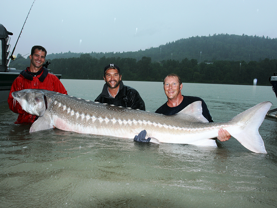 white sturgeon in fraser river with zeb hogan