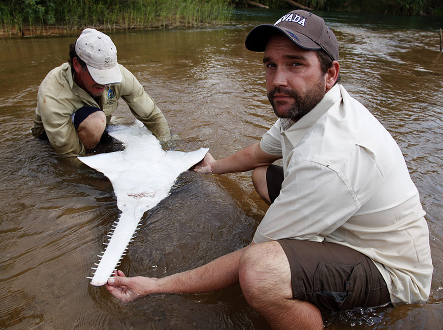 Zeb Hogan with Sawfish