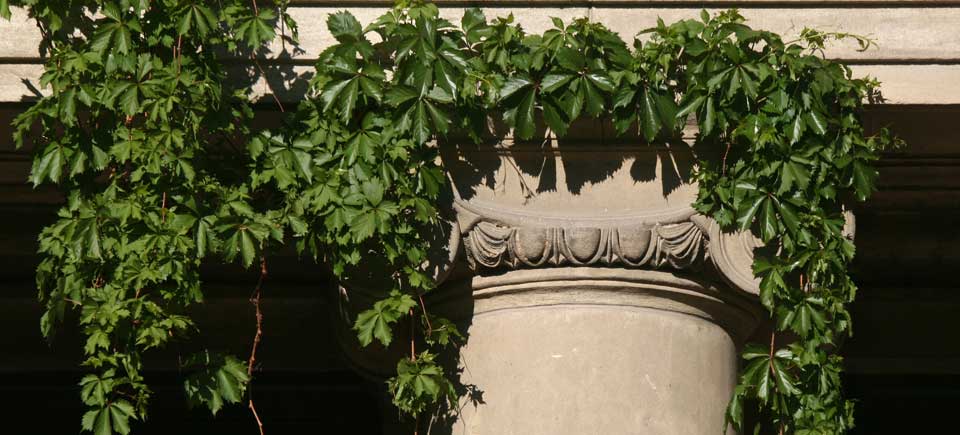 Ivy on Frandsen hall