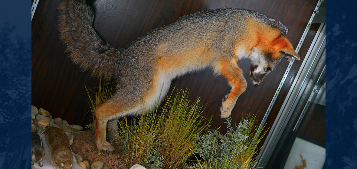 Museum Fox