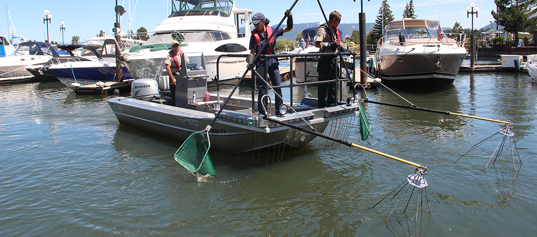 tahoe fish removal project provides fish to needy