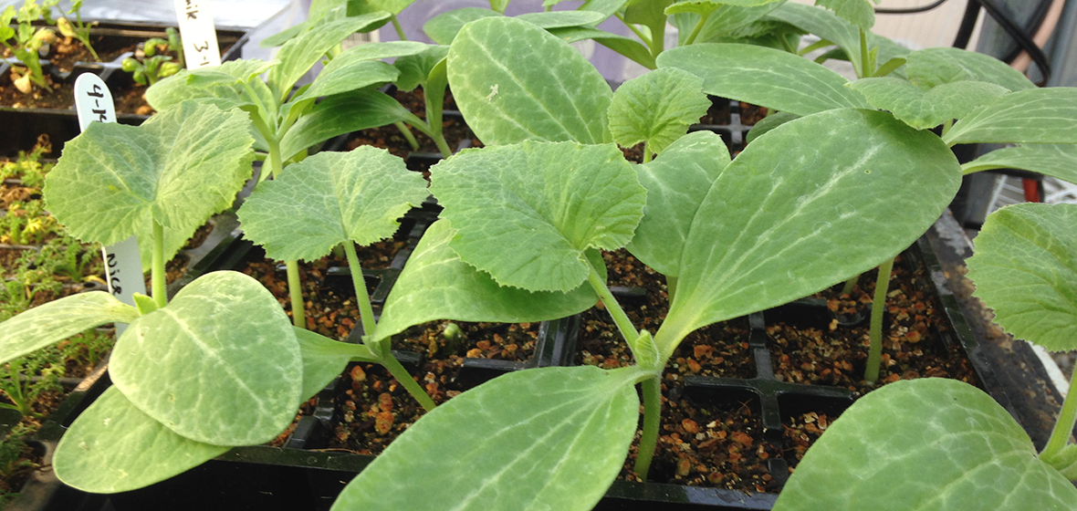 Greenhouse Plant