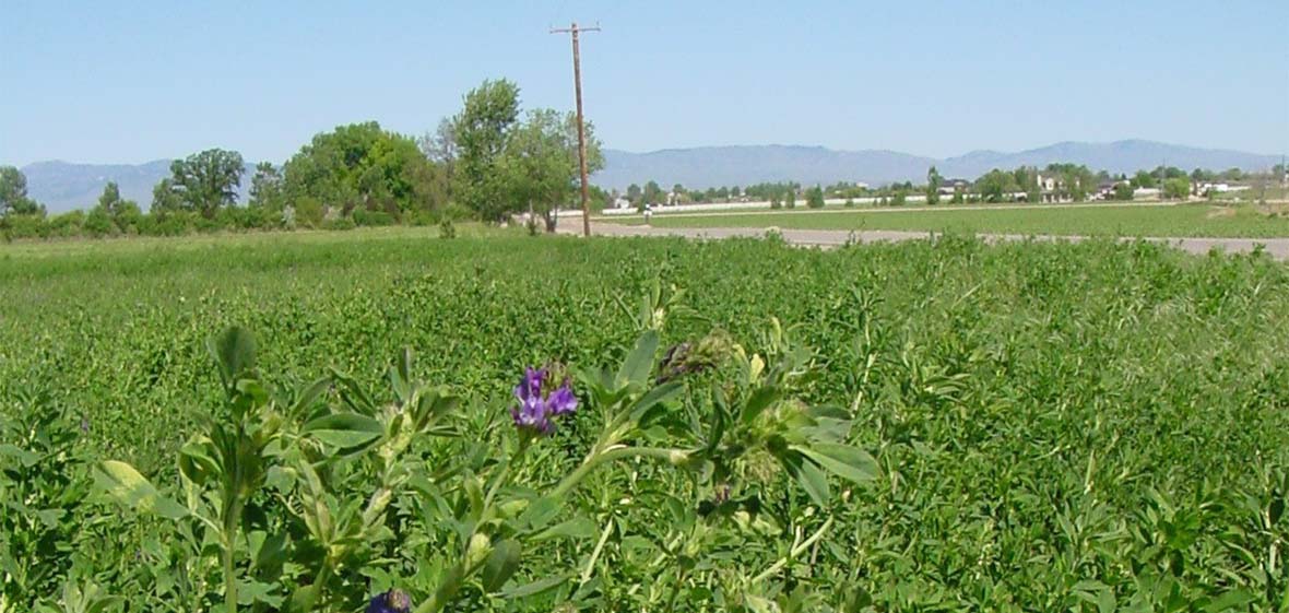 Alfalfa in Bloom