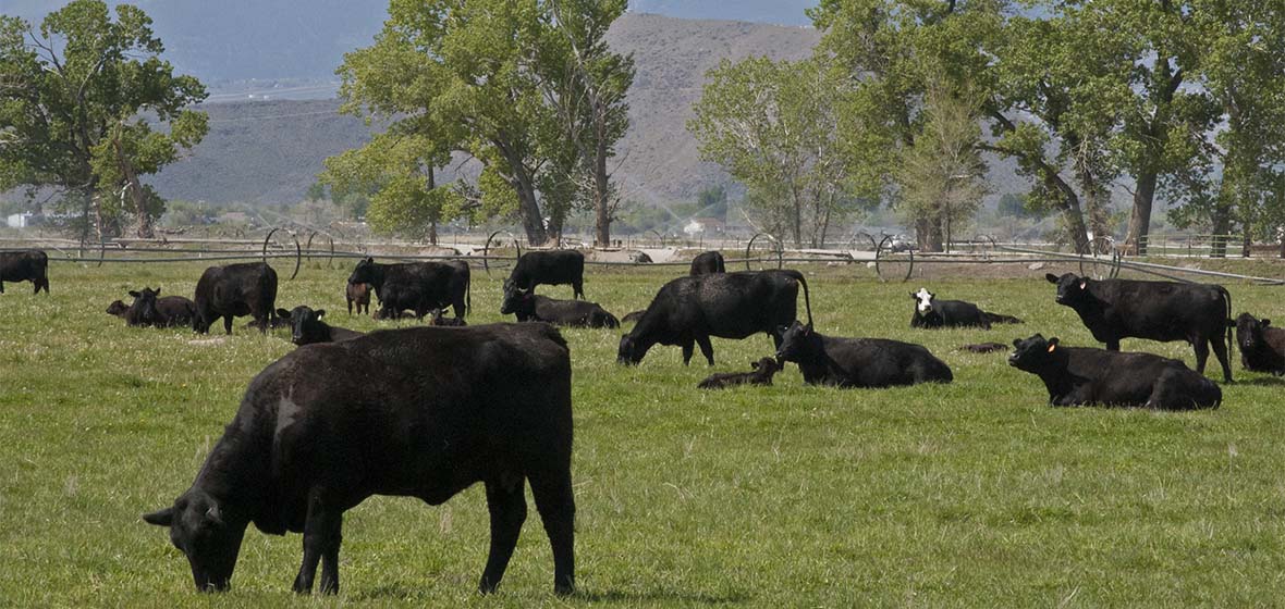 Cattle Grazing