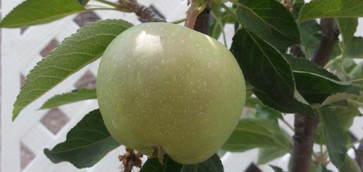 Apple Fruit Tree