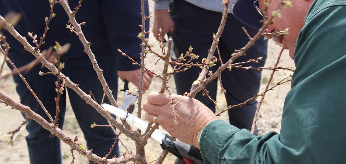 Pruning