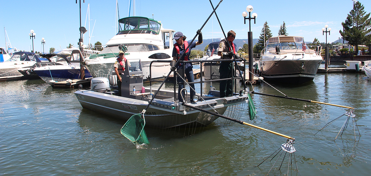 tahoe invasive fish removal research