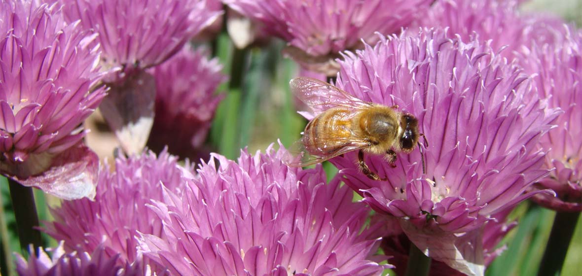 Bee on Chives