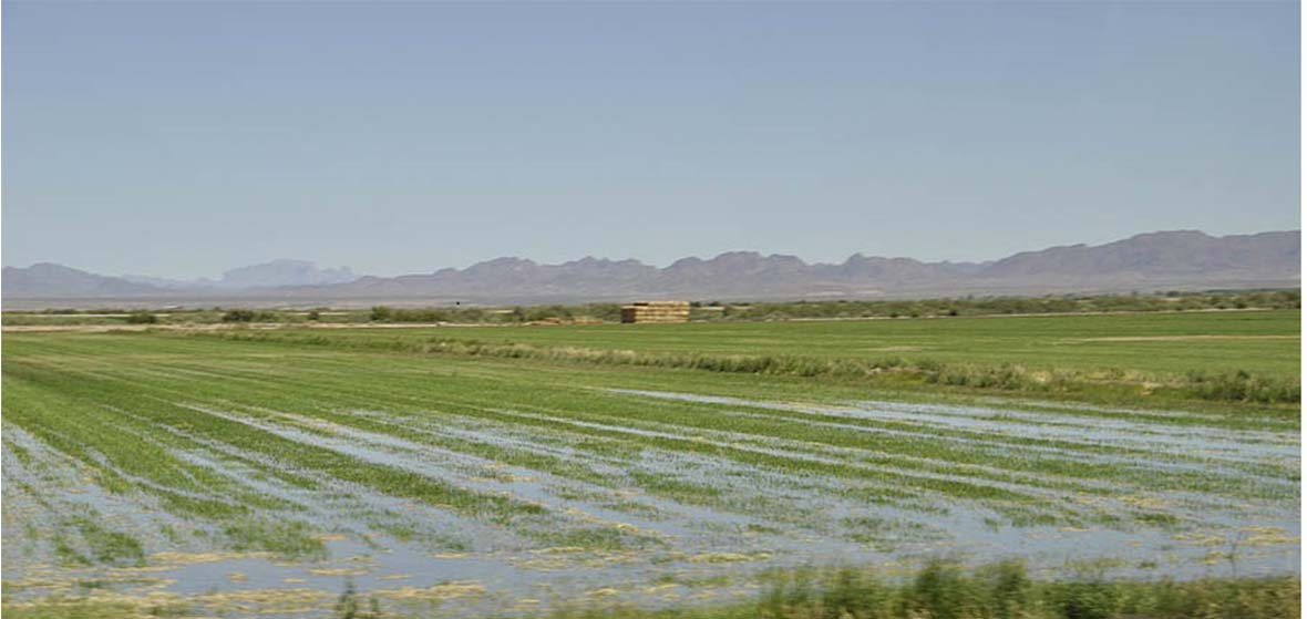 Flood Irrigation