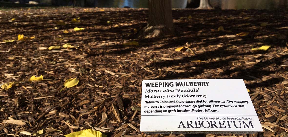 Weeping Mulberry Tree Marker