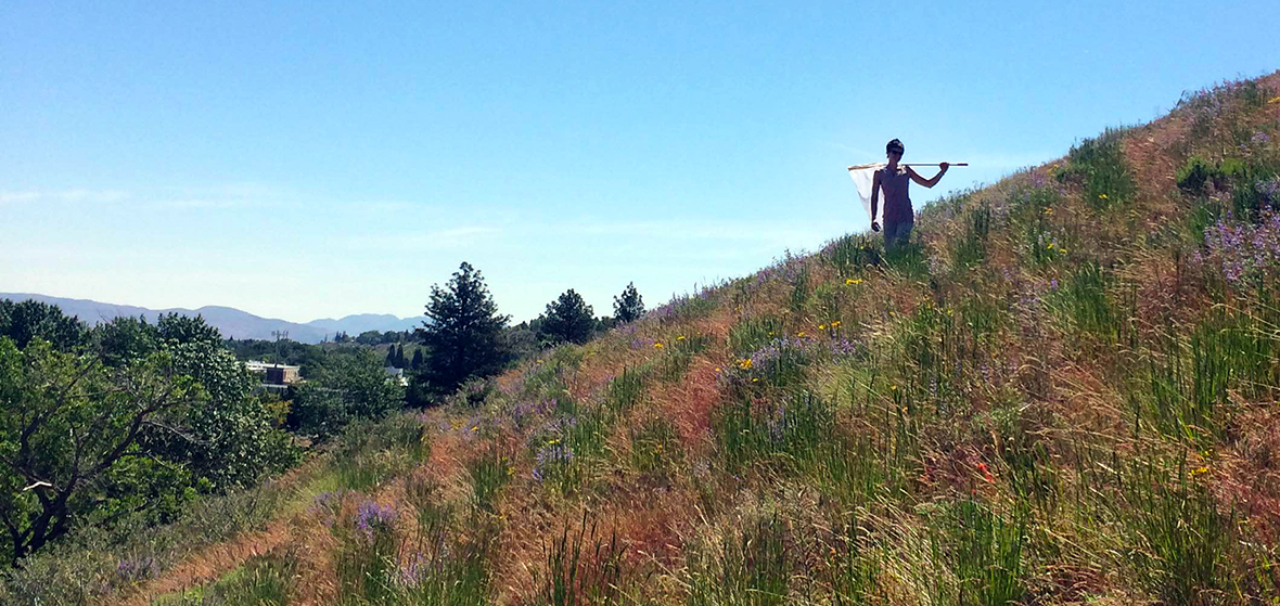 Hunting for bees on a hillside