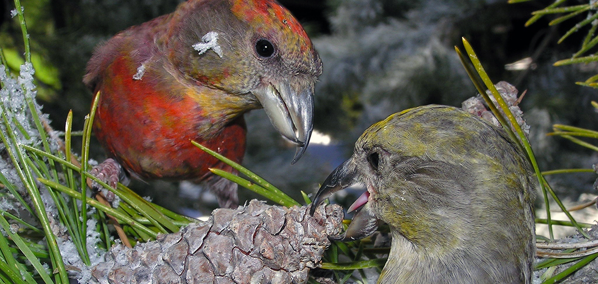 South Hills crossbill