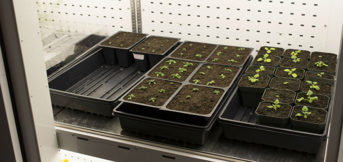 Genetic plants at UNR lab