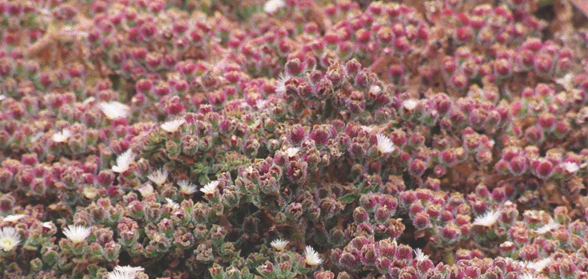 The ice plant Cushman uses for his research