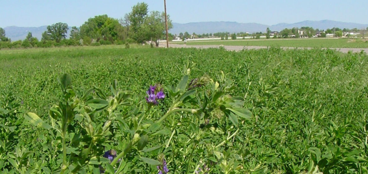 Alfalfa-Crop