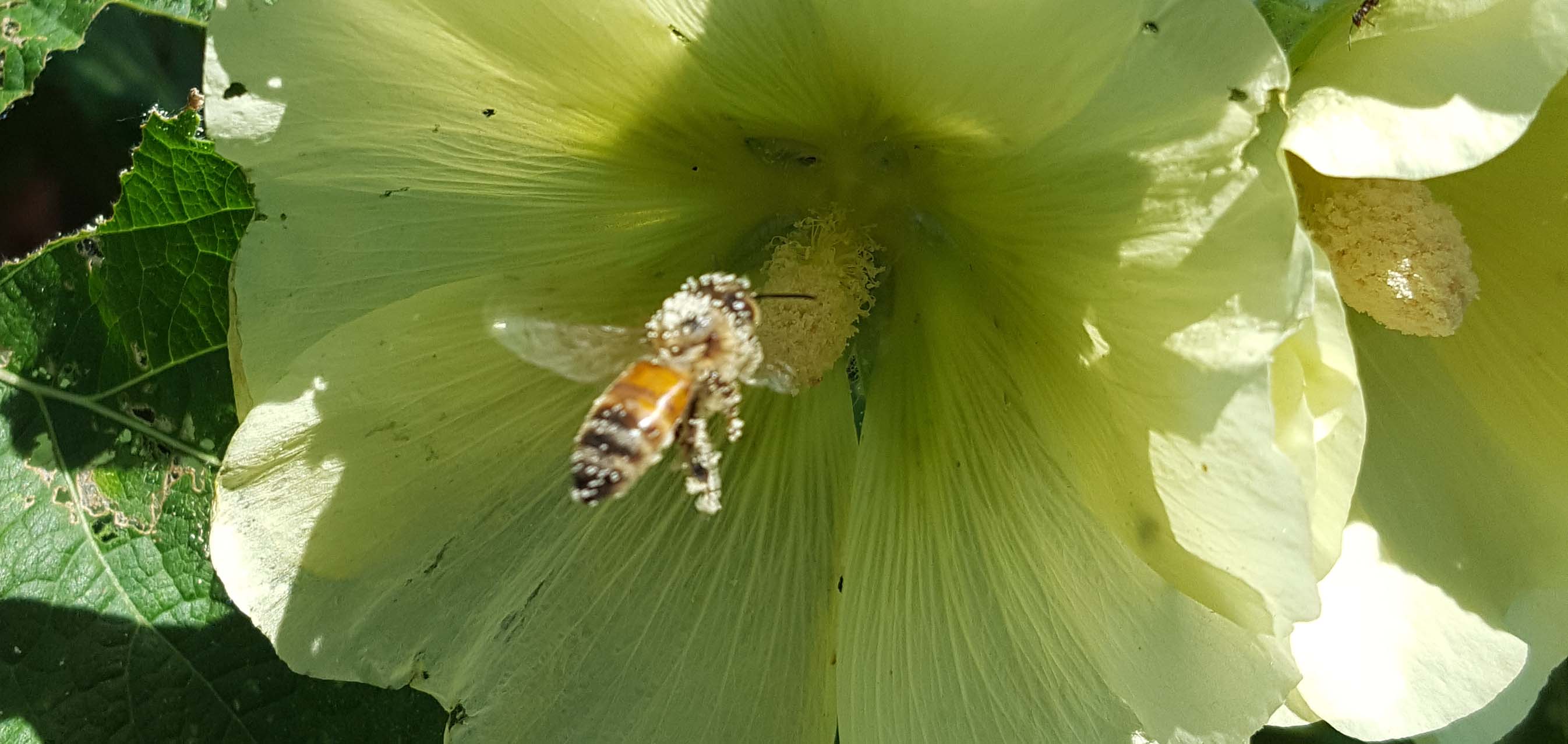 A bumblebee pollinates a flower