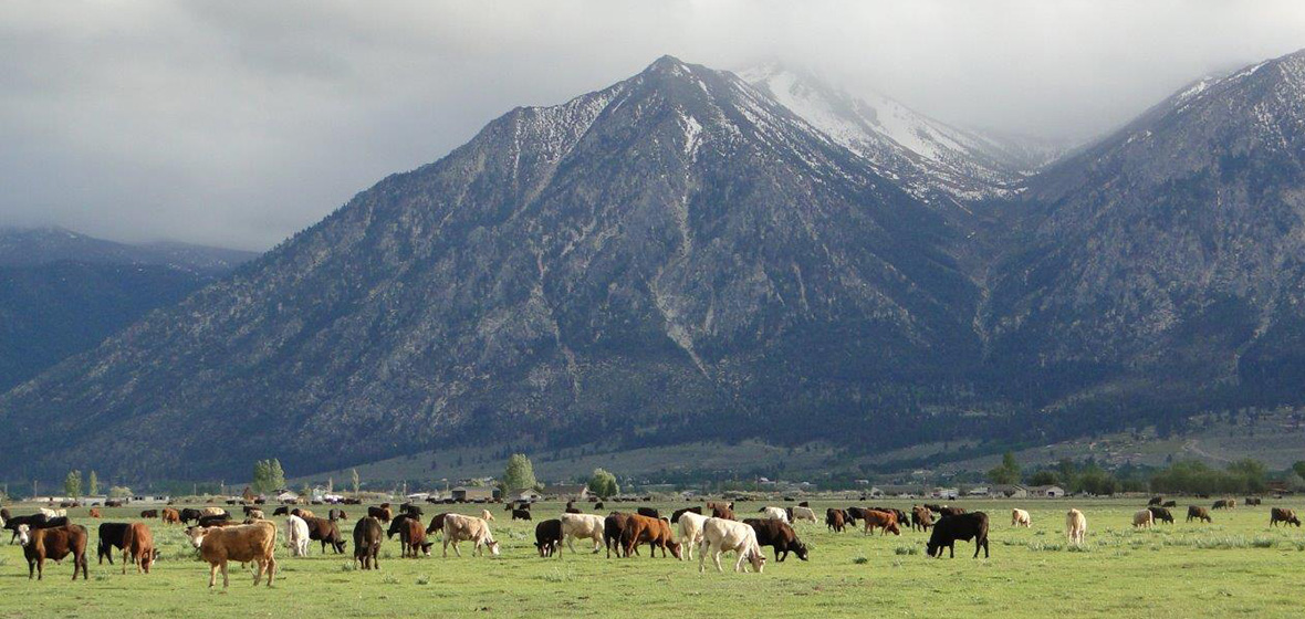 Cattle herd grazing at the base of mountains