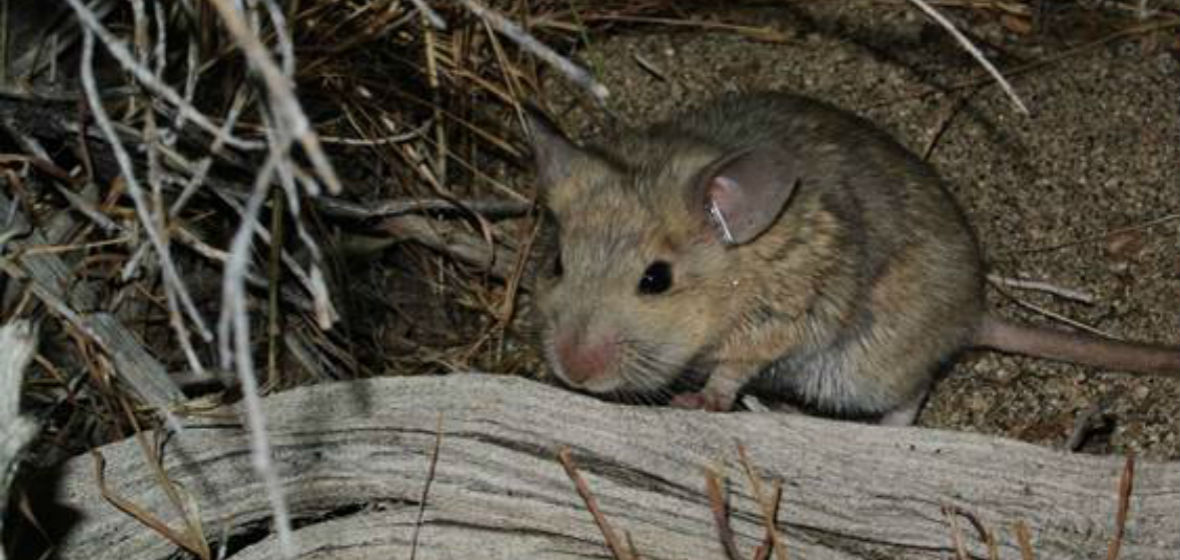 Woodrat of the genus Neotoma