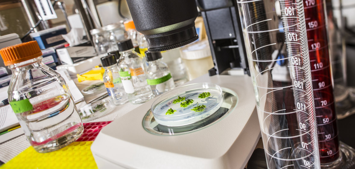 A collection of lab equipment with something green in a dish under a microscope