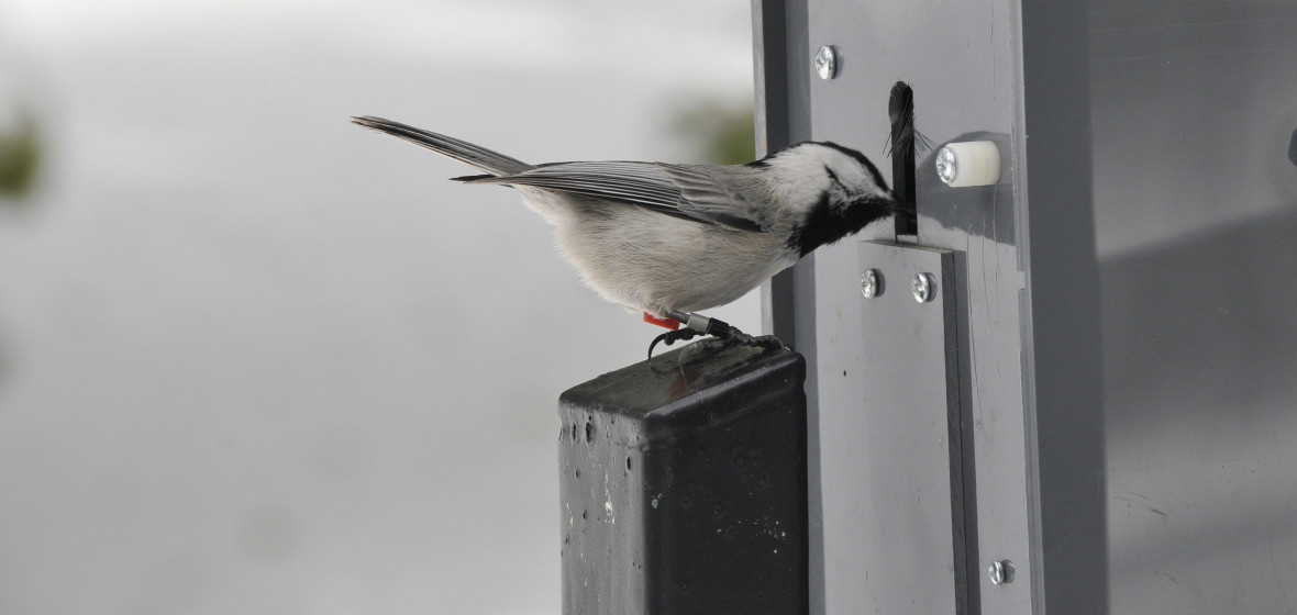 Chickadees studied at University